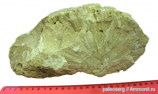 ордовик, губки, Chaetetes, Ленинградская область, Ordovician