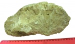 Ордовикский Chaetetes sp.