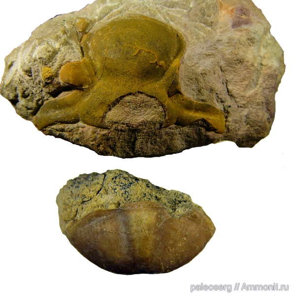 ордовик, Ленинградская область, proasaphus, proasaphus primus, Ordovician