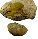 Proasaphus primus Balashova