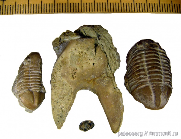 ордовик, Путилово, Asaphus, Ленинградская область, Asaphus lepidurus, гипостома, Asaphidae, Asaphus lepidus, Ordovician