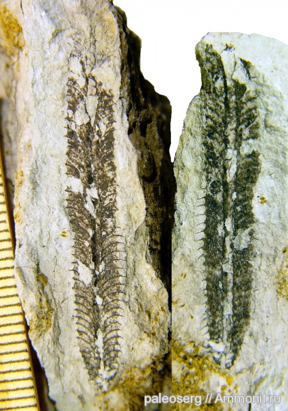 ордовик, Путилово, граптолиты, Ленинградская область, Pseudophyllograptus, Ordovician