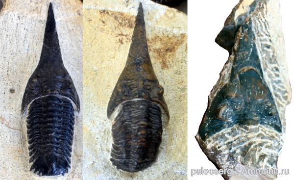 трилобиты, девон, Марокко, Devonian, Phacopida, Lanceaspis hammondi, Lanceaspis