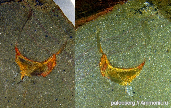 ордовик, Марокко, Echinodermata, Stylophora, Cothurnocystidae, Cornuta, Ordovician