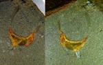 Cothurnocystidae ge.et sp.indet.