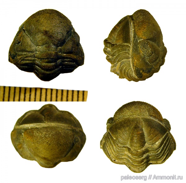 девон, Марокко, Devonian, Phacopida, Reedops, Reedops bronni