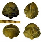 Reedops bronni (Barrande, 1846)