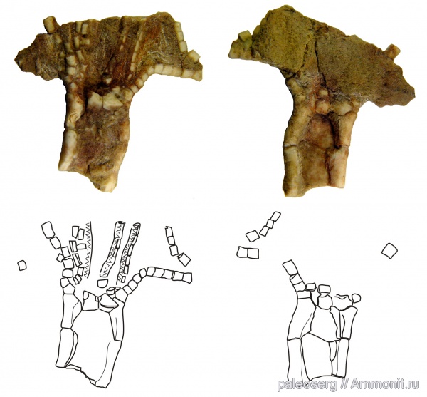 ордовик, Ленинградская область, Eocrinoidea, Rhipidocystis, Neorhipidocystis oepiki, Ordovician