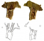Neorhipidocystis oepiki (Hecker, 1938)