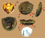 Clitambonites schmidti epigonus Öpik с паразитическими сверлениями