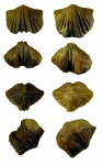 Platystrophia dentata lata Alichova с прижизненными изменениями