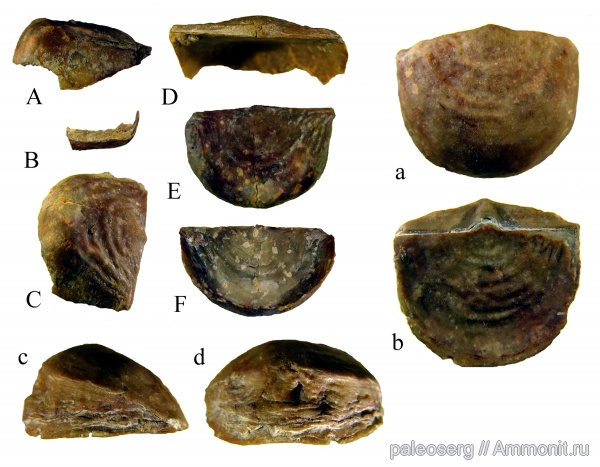 ордовик, Strophomenida, leptaena, Kurnamena taxilla, Kurnamena, аномалии, Ordovician