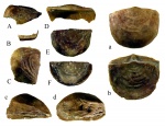 Kurnamena taxilla (Oraspõld) c аномалиями развития