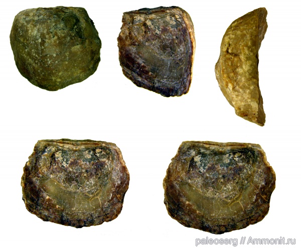 ордовик, Strophomenida, стереофотографии, Ukoa ornata, Ukoa, Plectambonitoidea, Ordovician