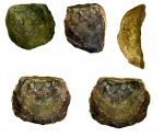 Ukoa ornata Öpik