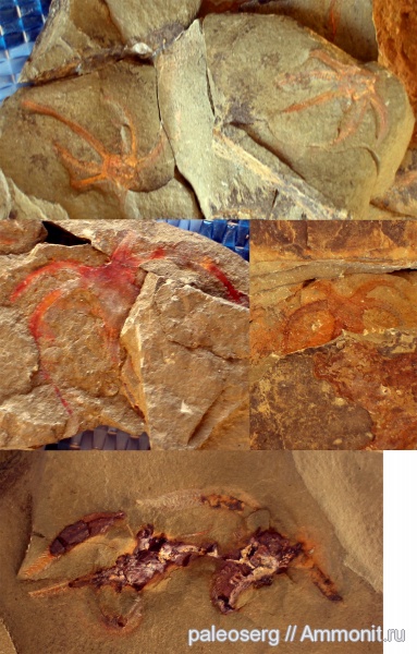 ордовик, Марокко, членистоногие, Marrellomorph, Furca, Ordovician