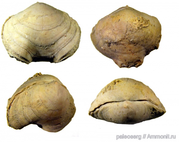 брахиоподы, ордовик, Pentamerida, Поповка, Porambonitidae, Eoporambonites latus, Syntrophiidina, Ordovician