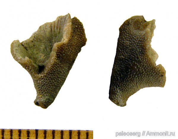 ордовик, мшанки, ругозы, Ленинградская область, Ordovician