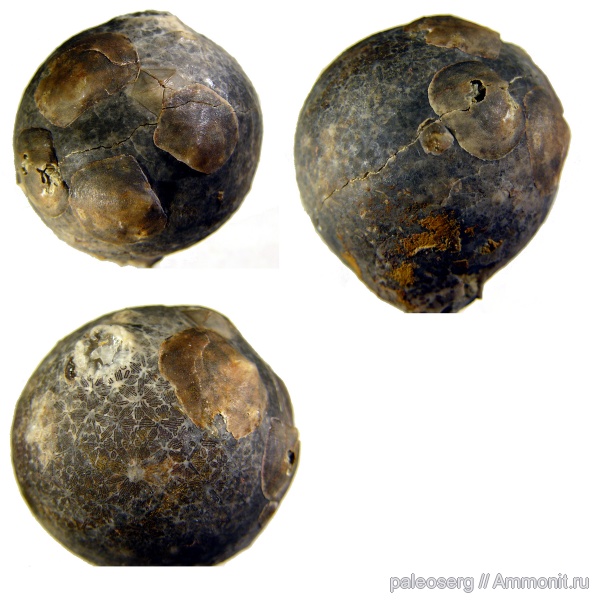 ордовик, Echinosphaerites, Petrocrania, Epizoans, Echinosphaerites pogrebovi
