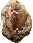 Conularia (Metaconularia?) sp. обросшая колониями мшанок