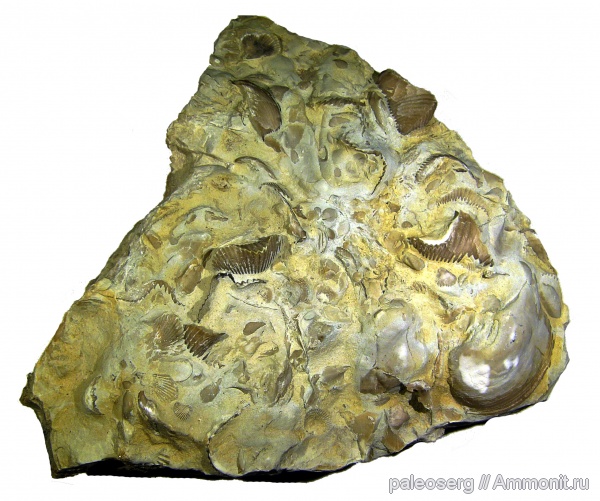 девон, двустворчатые моллюски, Ripidiorhynchus livonicus, ГДП