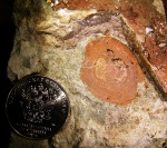 Чешуя Glyptolepis sp.
