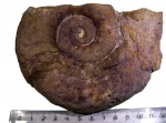 Schroederoceras tammikuense Balashov - почти целая раковина
