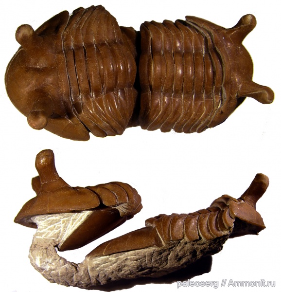 палеоэкология, Asaphus intermedius, линька