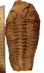 Toxochasmops (Schmidtops) maxima Schmidt 1881