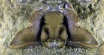 Ptychometopus volborthi Schmidt, 1894