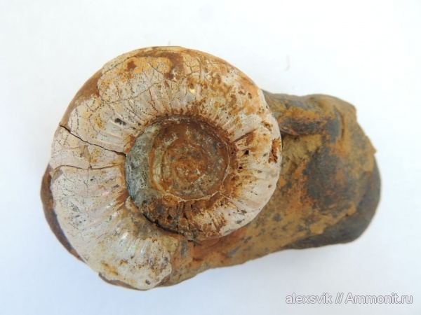 аммониты, Ammonites, Lytoceratina, Краснодарский край, Горячий Ключ, р. Псекупс