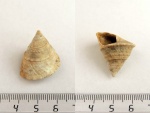 Брюхоногий - Trochus sp.