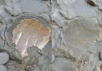 Отпечаток наутилуса Eucymatoceras
