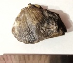 Choristites mosquensis