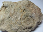 гастропода Euomphalus на Хопре