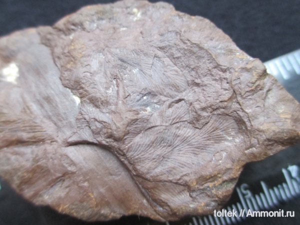 Neuropteris