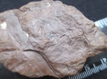 Мои листики Neuropteris