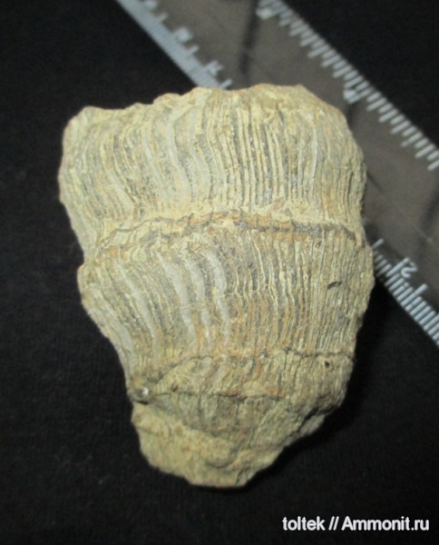 Scleractinia