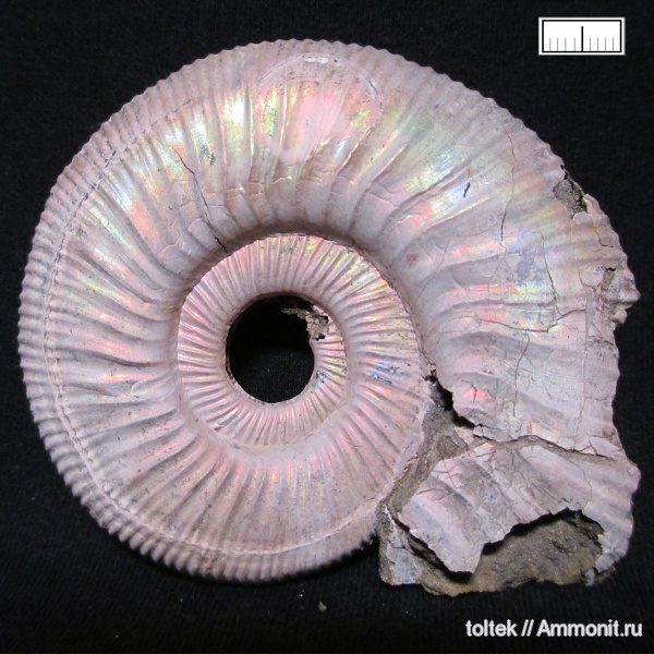 Binatisphinctes, микроскульптура