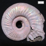 Binatisphinctes. Мои первые аммониты