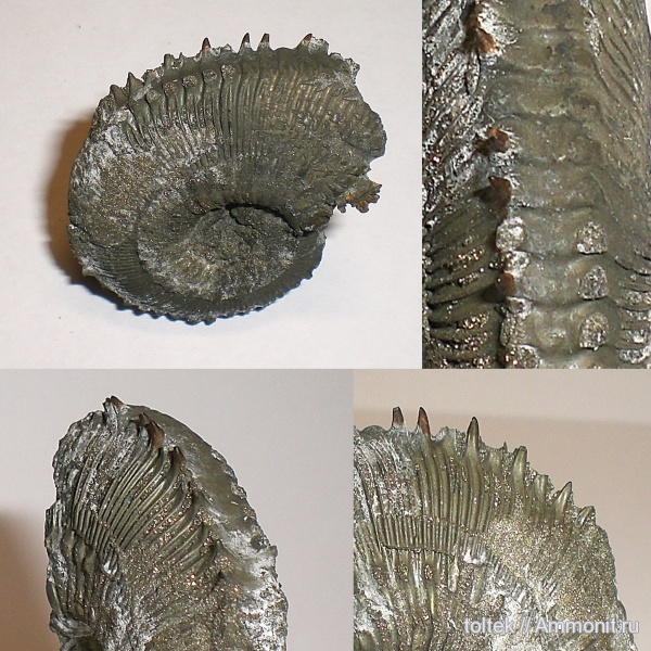 Kosmoceras, шипы