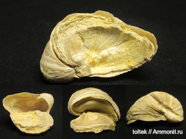 Exogyra