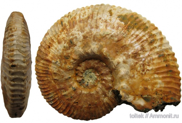 Kosmoceras, Kosmoceras posterior