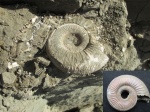 Binatisphinctes. А раньше она такая большая была... №8