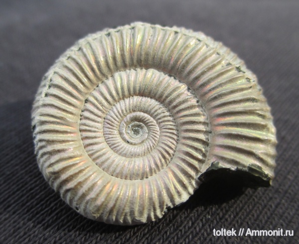 Binatisphinctes