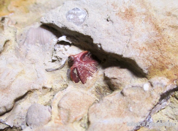 плакодермы, Ptyctodus