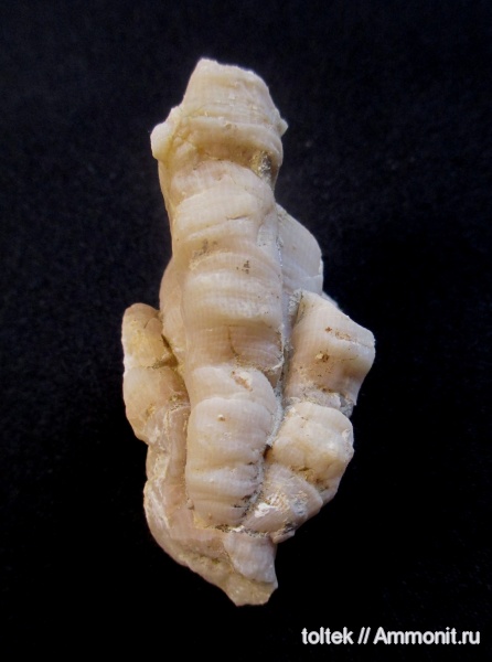 Rugosa