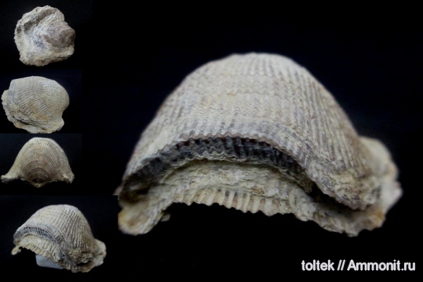 Atrypa, Atrypida