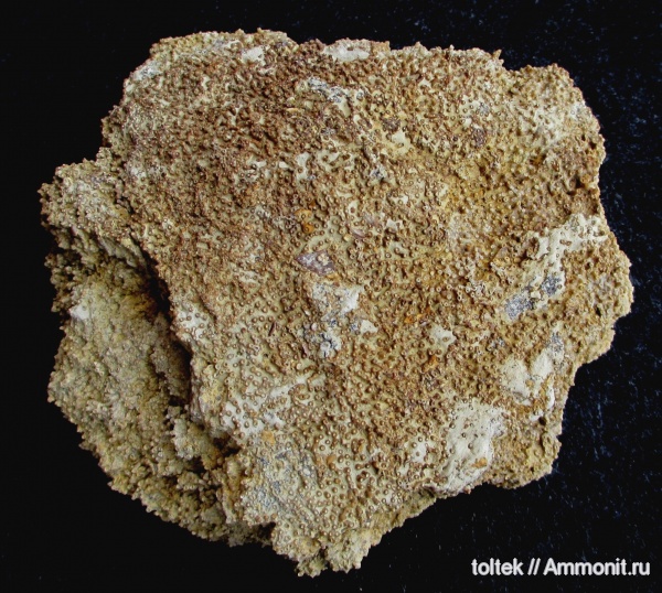 Syringopora