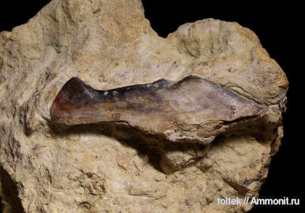 плакодермы, Ptyctodus